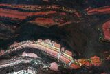 Polished Tiger Iron Stromatolite - ( Billion Years) #75848-1